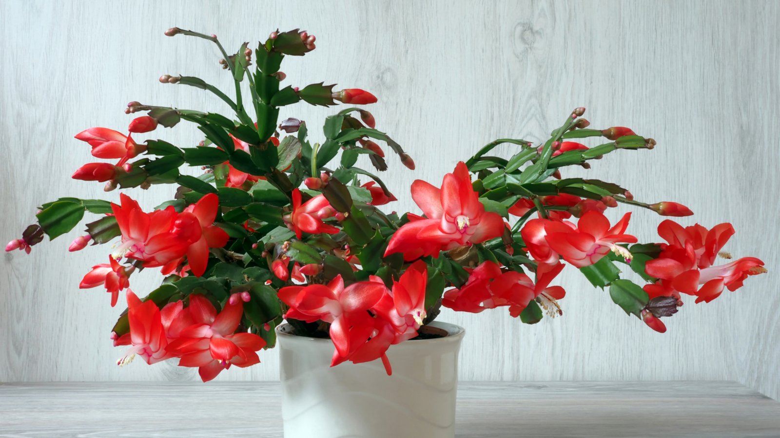 How and When to Fertilize Your Christmas Cactus for the Best Blooms