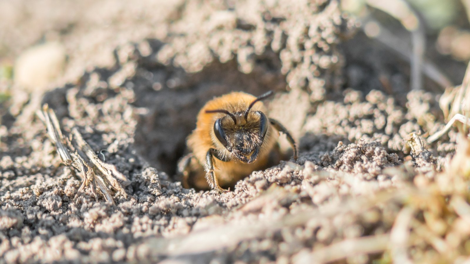 7 Ways You Can Help Bees Overwinter in Your Garden