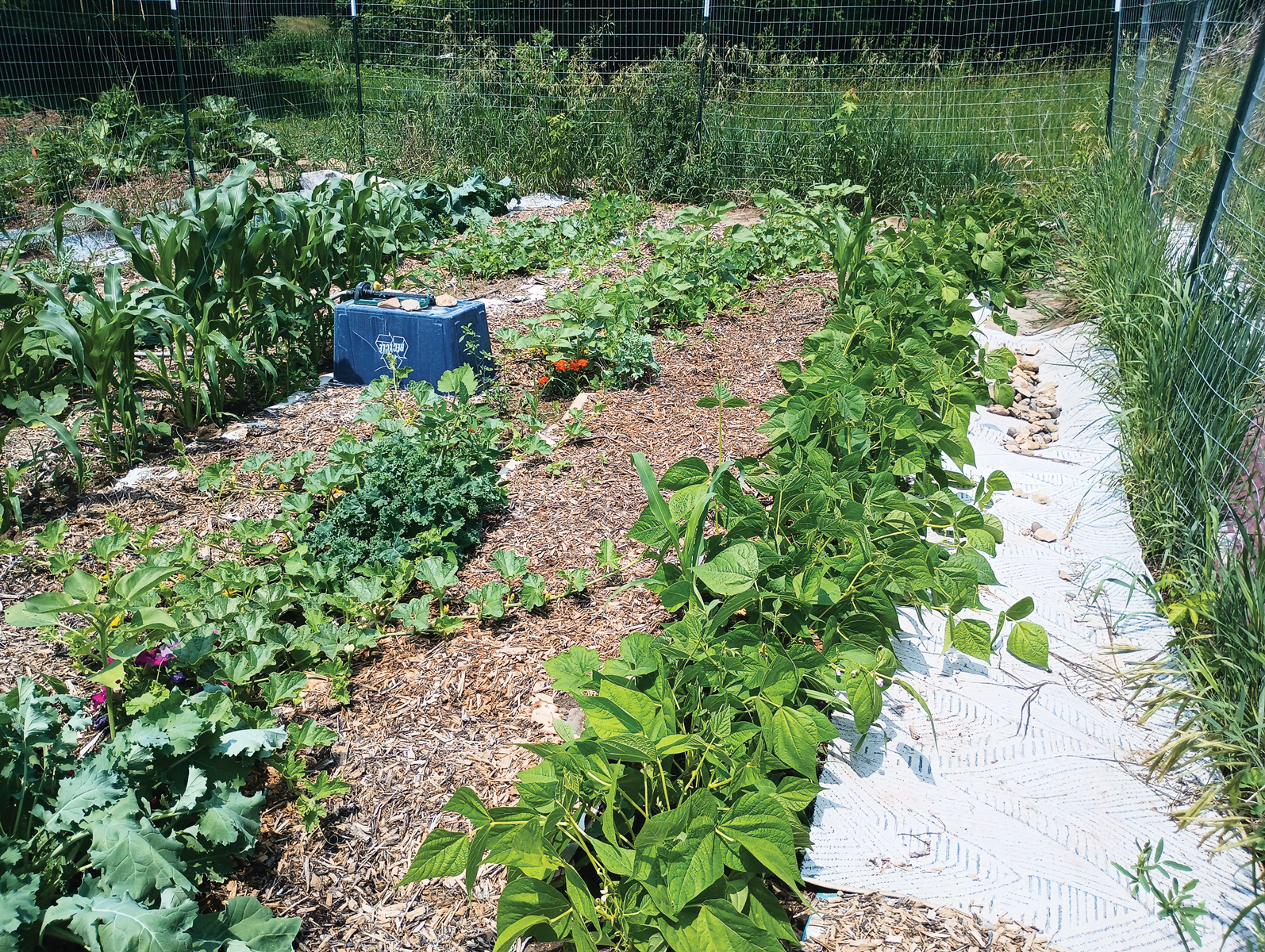 Cardboard Weed Barrier for Gardening – Mother Earth News