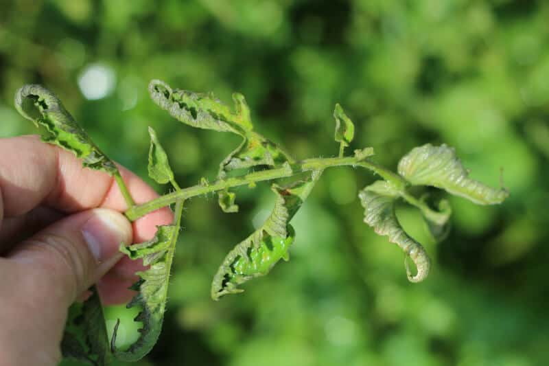 Top Reasons For Tomato Leaf Curling • The Prairie Homestead