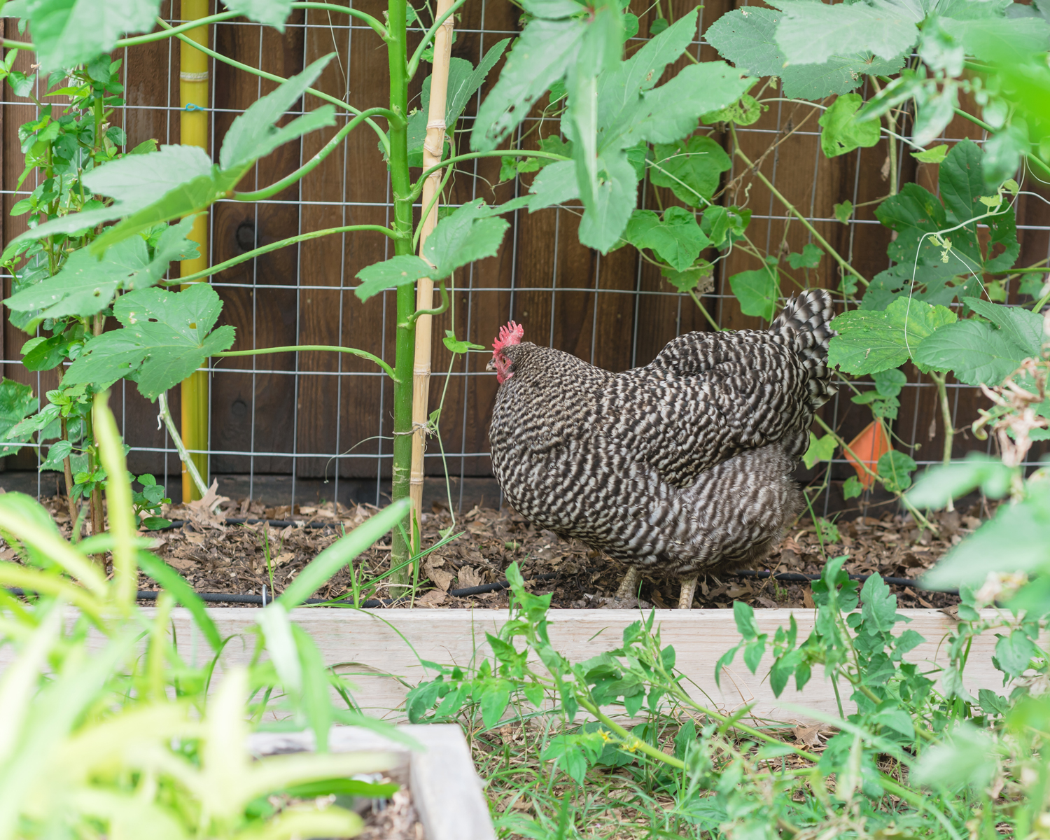 Eggs, Meat, Chicken Manure as Fertilizer, and More – Mother Earth News