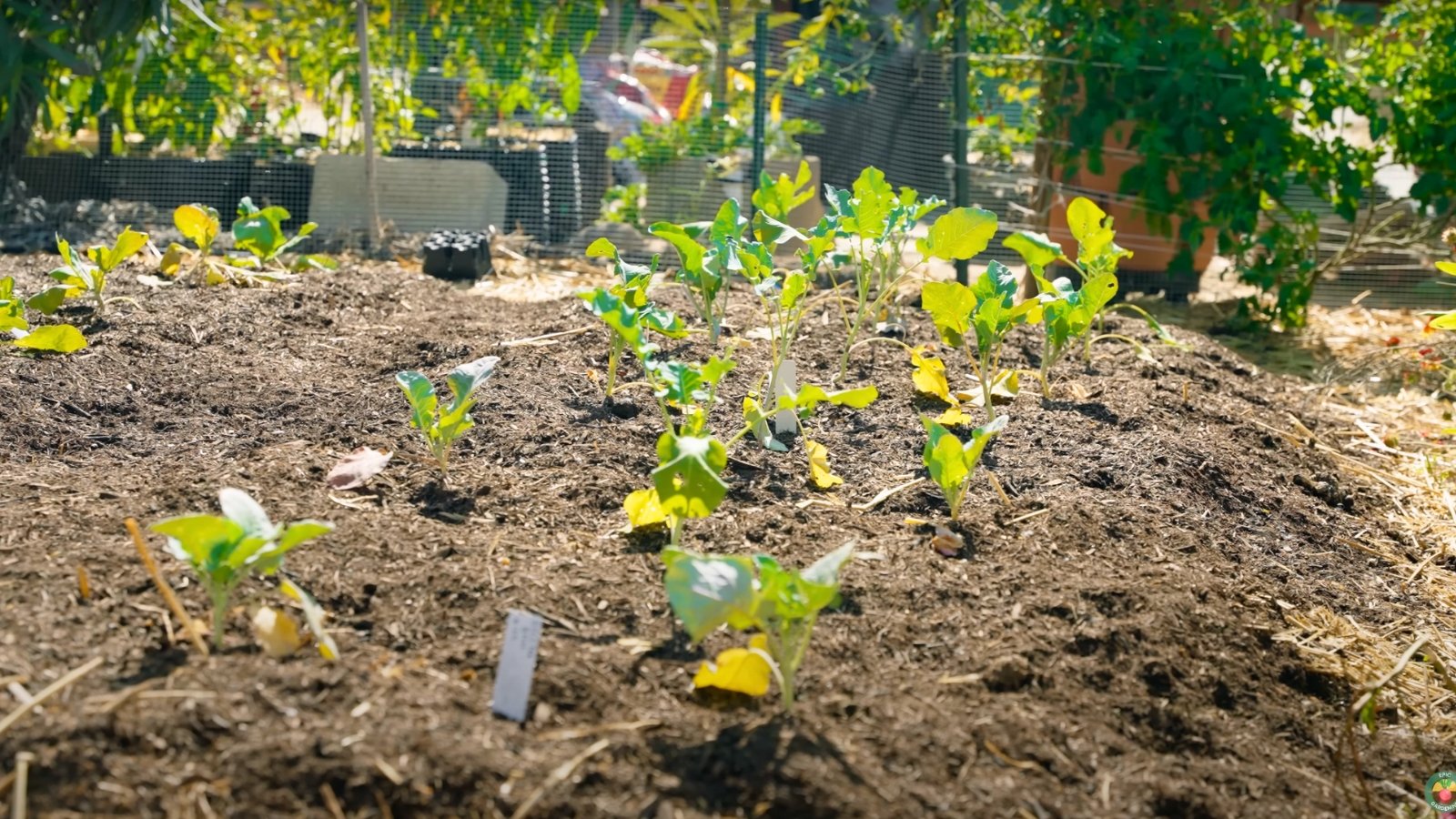 9 Gardening Mistakes We Won’t Repeat in the New Year