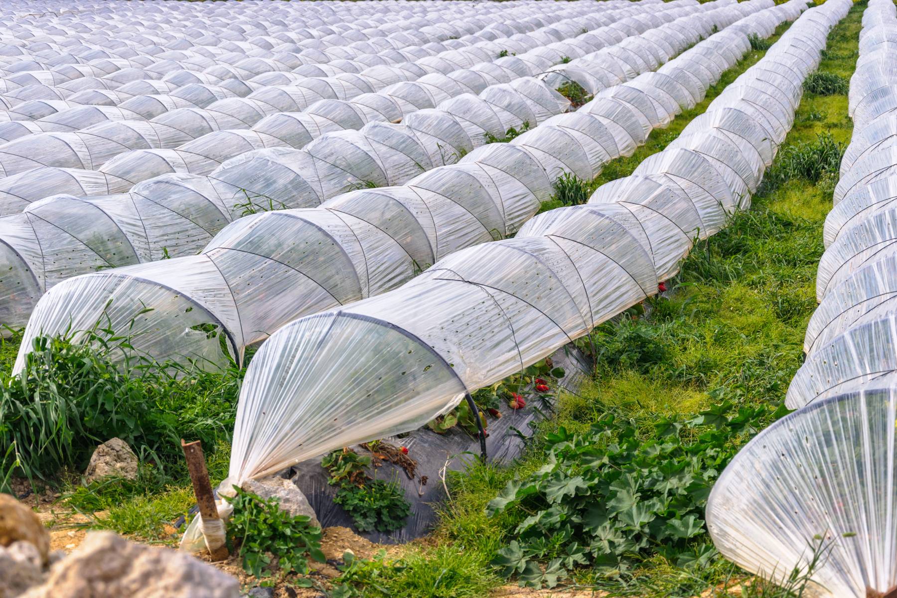 Making Inexpensive Row Covers with Low Tunnels – Mother Earth News