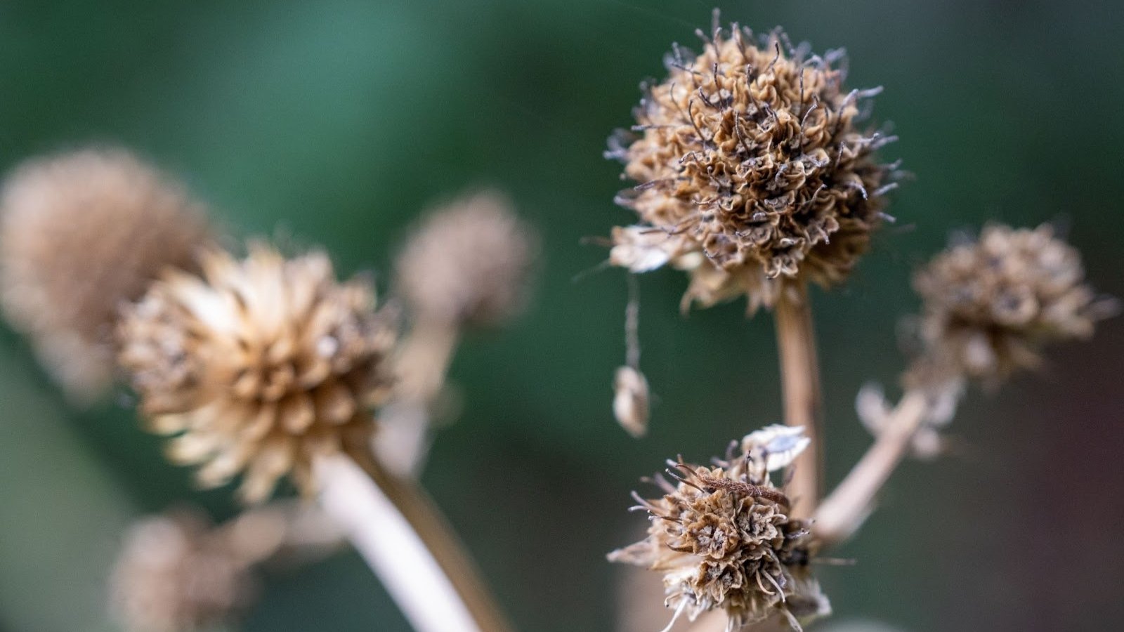 19 Perennial Seed Heads That Feed Garden Birds in Winter