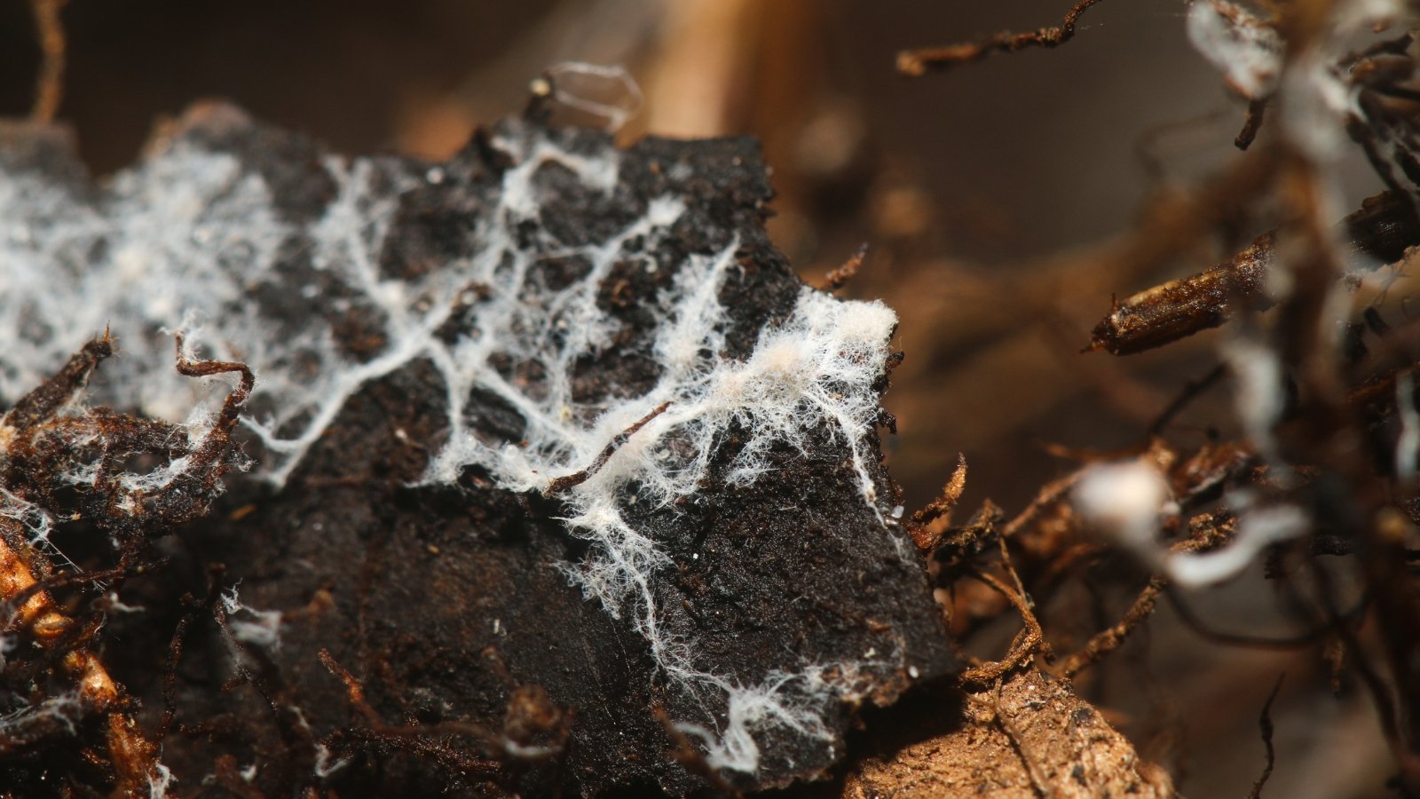 What is Mycorrhizal Fungi? Is It Good For My Garden?