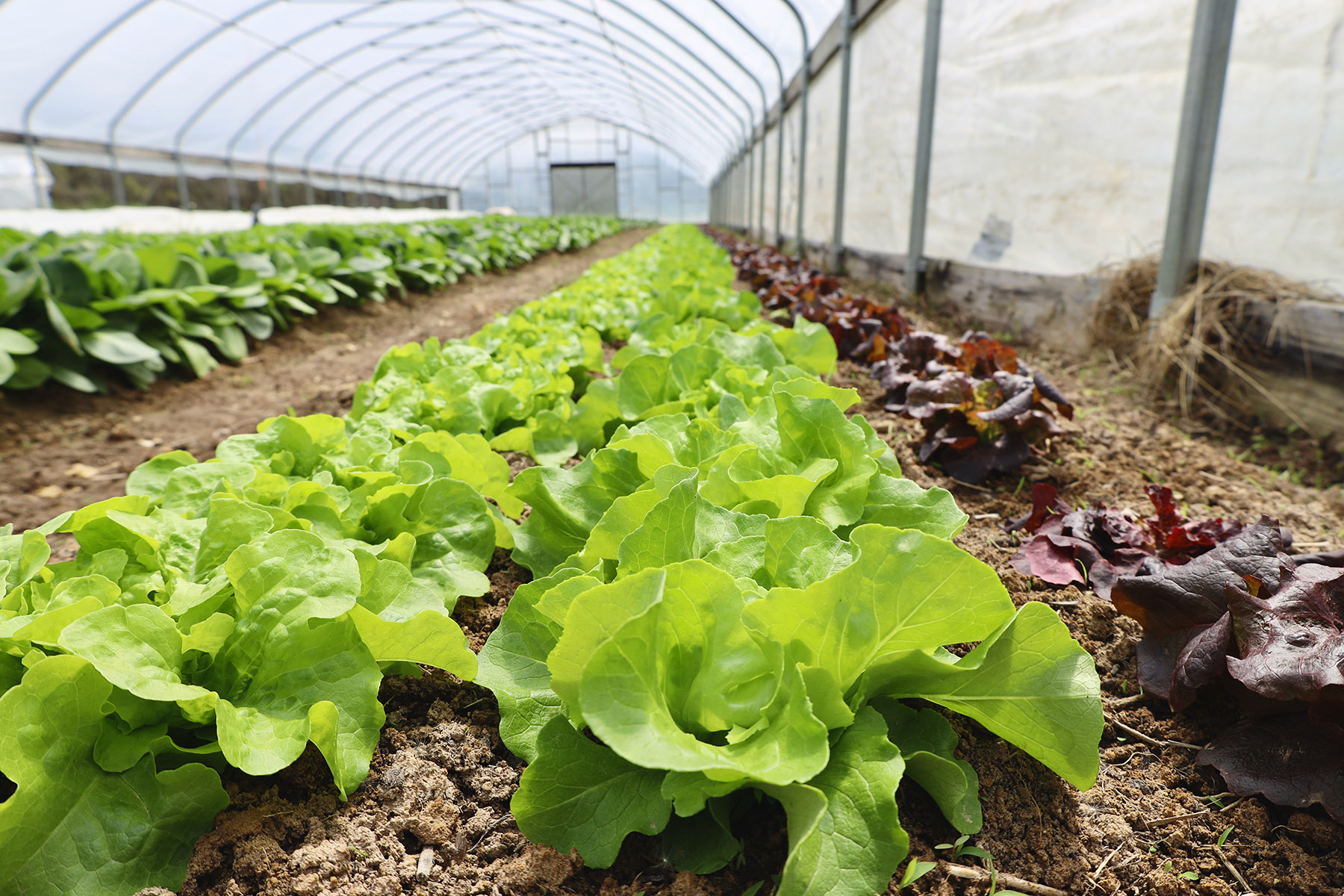 How to Grow Winter Hoop House Crops – Mother Earth News